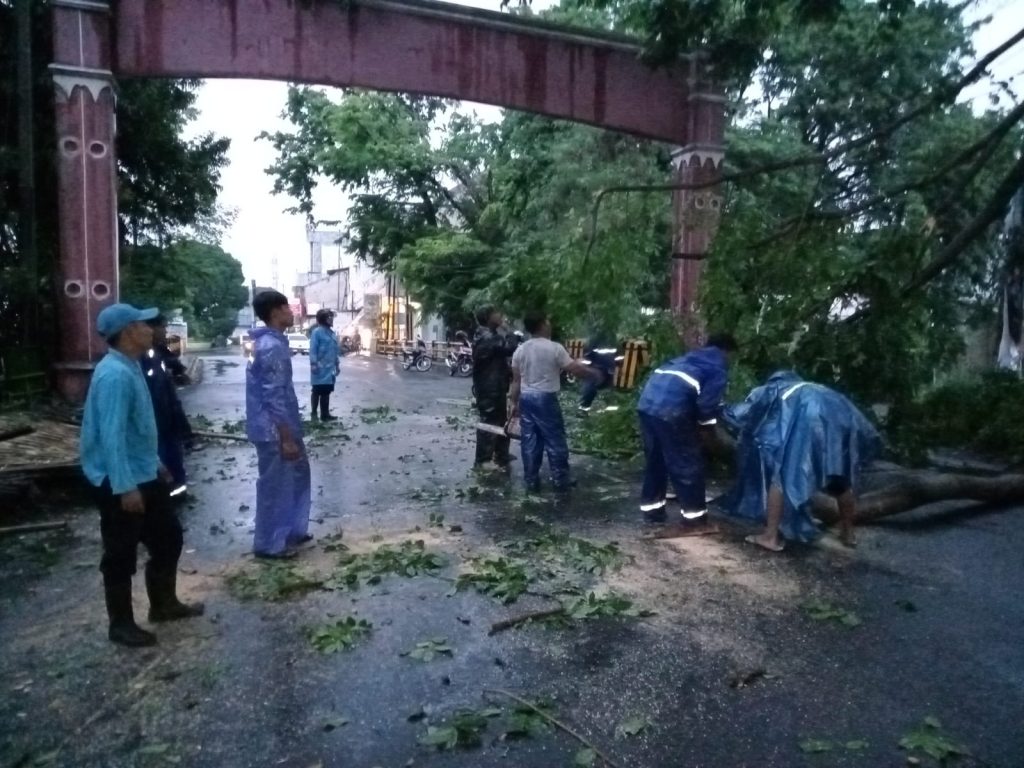 Pemda Kota Cirebon Rutin Antisipasi Pohon Rawan Tumbang