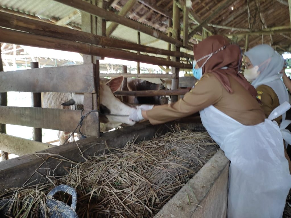 Cegah Mewabahnya PMK, DKPPP Tingkatkan Pengawasan Hewan Ternak