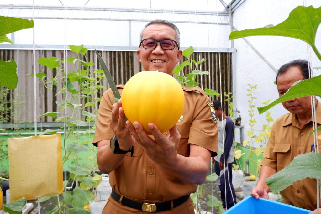 Panen Perdana Golden Melon, Sekda: Kualitasnya Luar Biasa