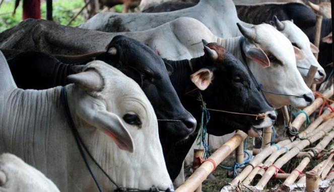 DKP3 Minta Warga Beli Hewan Kurban Yang Berlabel Sehat