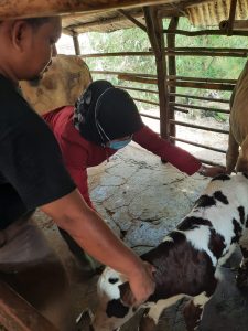 Dua Kelahiran Sapi Belgian Blue di Kota Cirebon